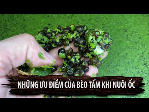 Những ưu điểm của Bèo tấm khi nuôi ốc nhồi ta