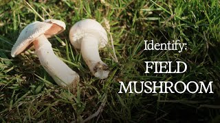 How to Identify the Field Mushroom (Agaricus Campestris)