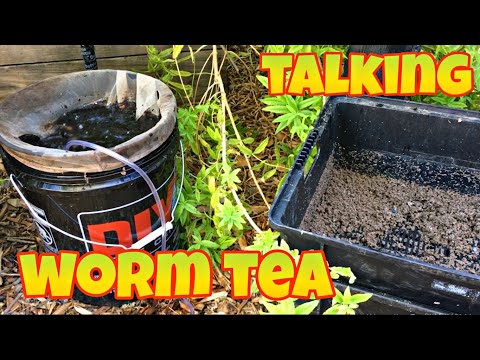 Making and talking worm tea! (Spoiler alert: It's NOT fertilizer)