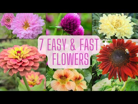 7 Easy & Fast Flowers To Grow From Seed. Beginner Friendly Annual Flowers!