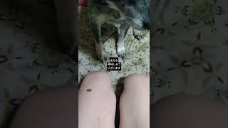 [ #保護犬 ]癖になる 美味しさ