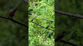 Download lagu Menjebak burung pakai pulut #shorts mp3