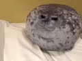 Fat Seals Being Cute! [40 Subs Special Compilation]