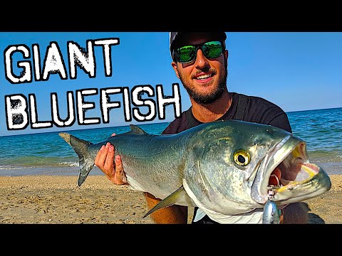 IL PESCE SERRA DELLA VITA!! Spinning Topwater dalla Spiaggia - UNA GIORNATA MEMORABILE