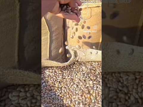 Marine gypsum washed video 2