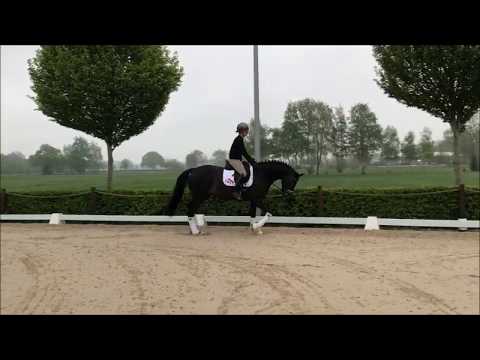 Käthe *2016 Stute von Millenium x Fidertanz