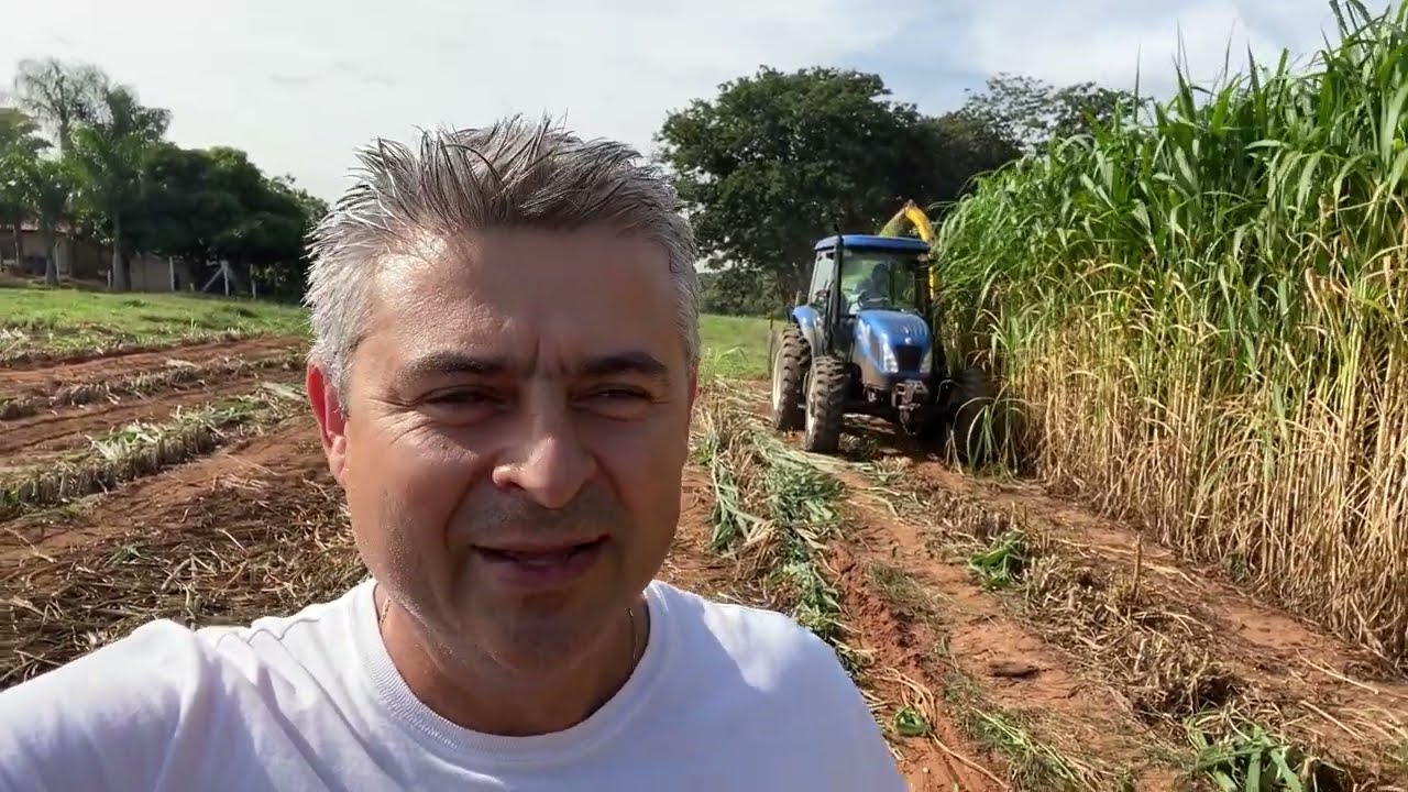 Silagem de superfície do BRS Capiaçu