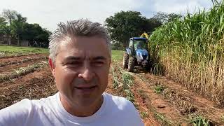 Silagem de superfície do BRS Capiaçu