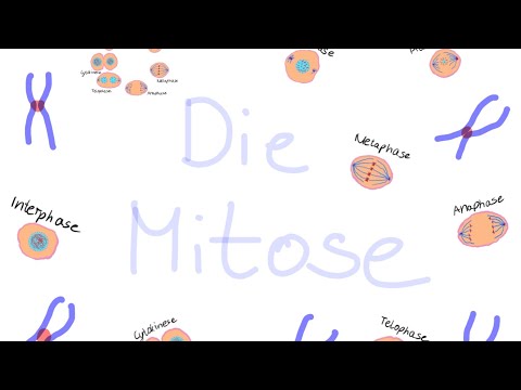 Mitose einfach erklärt