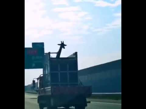 Przewozili zyrafe samochodem