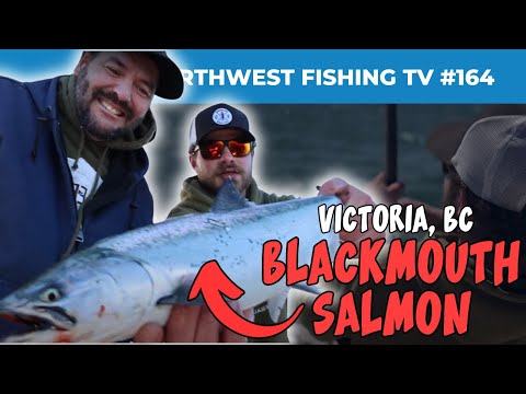Victoria BC Blackmouth — winter feeder Chinook (NWFTV #164)