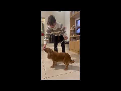 Perros Cavalier King Charles Spaniel en venta