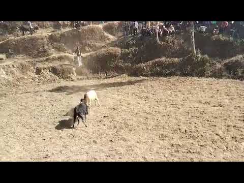 #animal # farmer kept ox fighting at local festival celebration# funny#farm