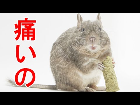 チリのデグー、オクトドン デグー