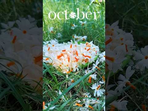 One of my favourite flower #sheuli #october #garden #gardening #homegarden #flowers