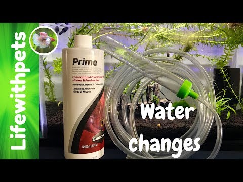 How To Do a Water Change on a Betta Fish Tank (Episode 6)