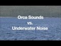 Orca Sounds Vs Underwater Noise