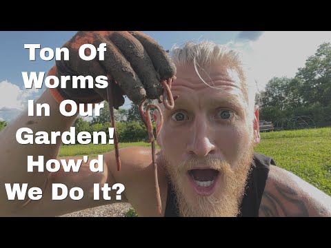 How We Attracted A Ton Of Worms To Our Garden!