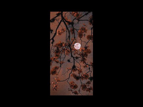 [FREE] *ukulele* Juice WRLD x Polo G Type Beat - "advantage" (prod. jang0)