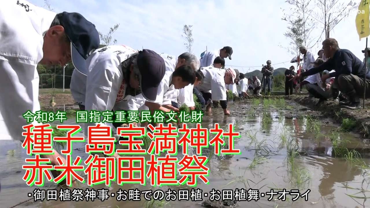 種子島の伝統行事：令和8年種子島宝満神社赤米御田植祭国指定重要無形民俗文化財 御田植祭神事・お畦でのお田植・お田植舞・ナオライ