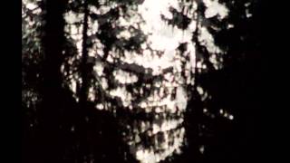 Creation in pictures (part 34) strange faces in the trees