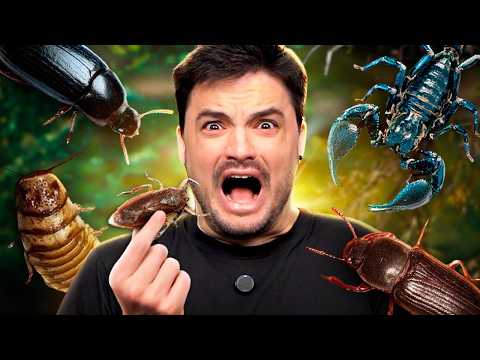 PROVANDO INSETOS - COMI BARATA D'ÁGUA