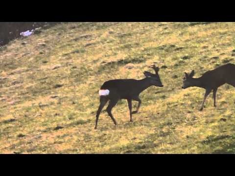 Imponiergehabe - display behaviour