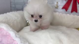 ポメラニアンの動画01