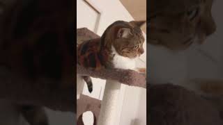 遠吠え #猫のいる暮らし #猫のいる生活