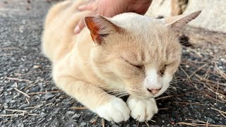 嬉しそうに笑顔で転がってるかわいい丸まる猫ミルクティーちゃん
