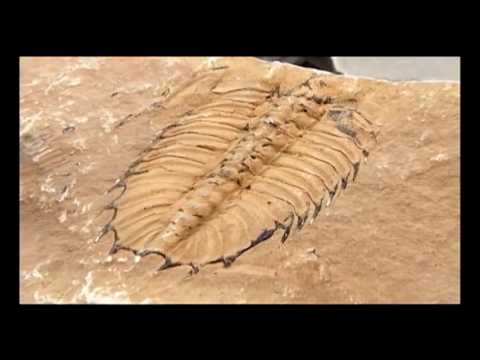 What makes the Burgess fossils so important?