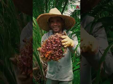 SOMOS TVA TU CANAL DEL ATLANTICO