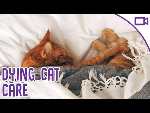 How to Look After a Dying Cat - Palliative care.
