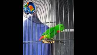 Download lagu 'DANCER' SRINDIT / SERINDIT KONSLET JOGED LAKU MAHAL mp3