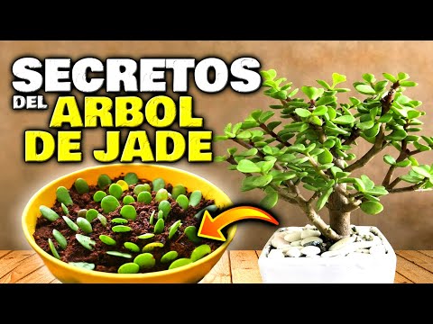, title : 'Lo que NUNCA TE CONTARON del ÁRBOL DE JADE o ÁRBOL DEL DINERO | Secretos de la Planta de Jade'