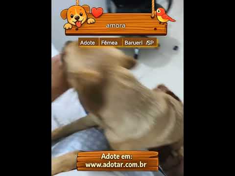 Vídeo de amora