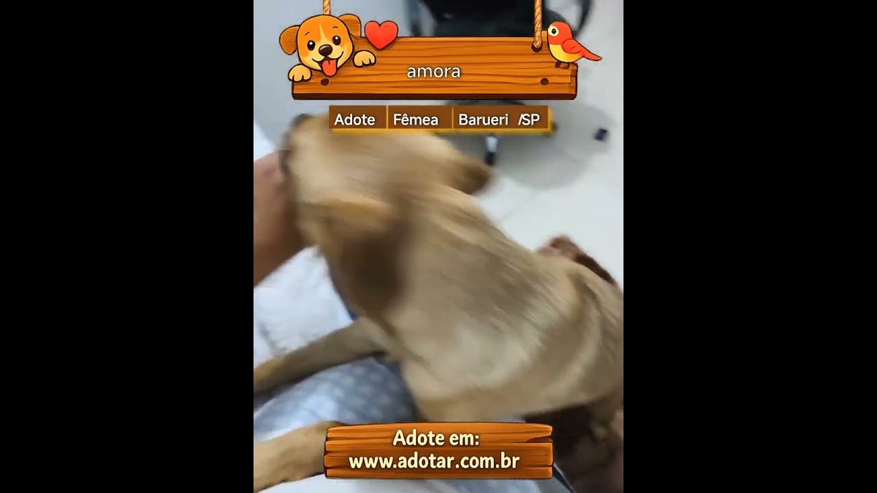 Cachorro raça SRD-ViraLata idade 2 a 6 meses nome amora