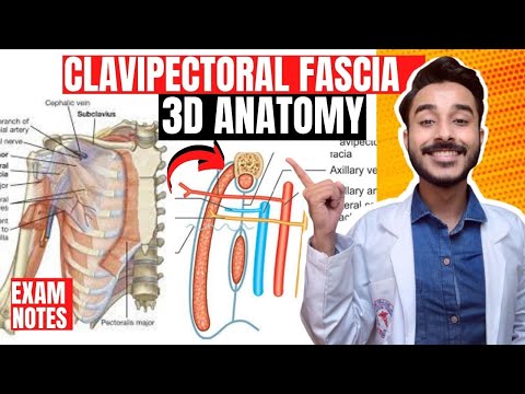 structures piercing clavipectoral fascia anatomy | clavipectoral fascia contents anatomy