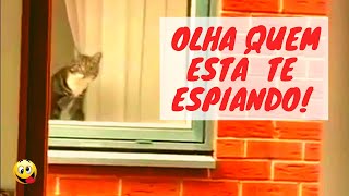  Olha Quem Est Te Espiando!!! Vdeos Engraados de Ces e Gatos. #1 