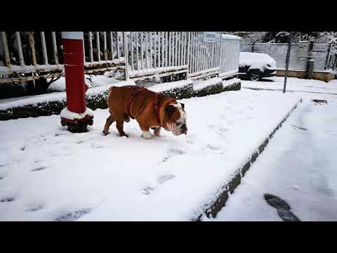 Bogyika 2018.03. 18.my english bulldog