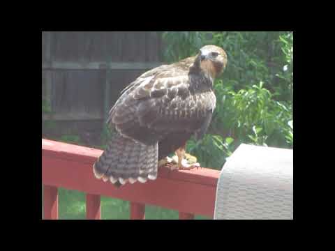 Hawk Eating Chipmunk
