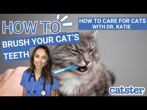 CAT CARE 101: How To Brush Cat Teeth (vet answer) | Excited Cats