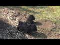 Puli cachorro en venta