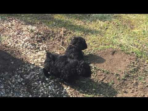 Perros Puli en venta