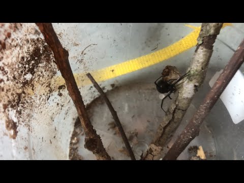 Black Widow Care Guide 🕷!