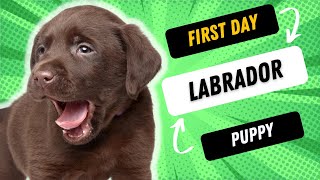 What To Do With Your Brand New Labrador Puppy