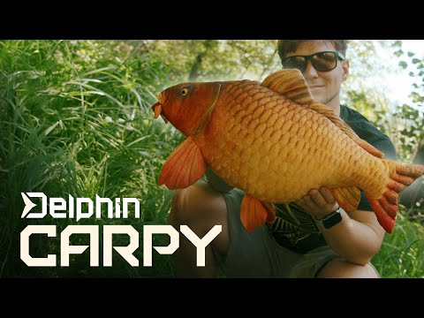 DELPHIN - Plyšový kapor Carpy 60 cm