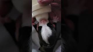 Video preview image #1 Mutt Puppy For Sale in McKinney, TX, USA