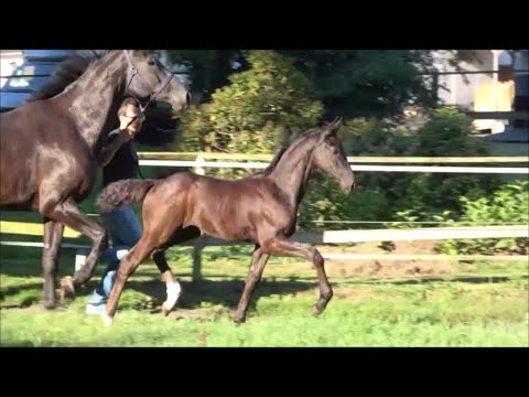 *2022 Stute von Taurus - Dante Weltino SOLD!!!