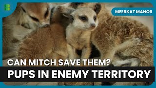 Mitch's Rescue Mission For Flower's Lost Pups | Meerkat Manor